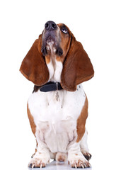 Basset Hound dog looking up