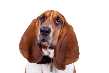 Basset hound dog face