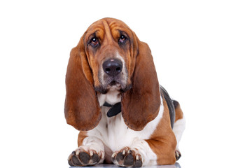 Basset Hound dog