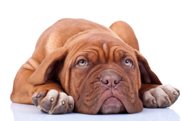 tired and cute dogue bordeaux