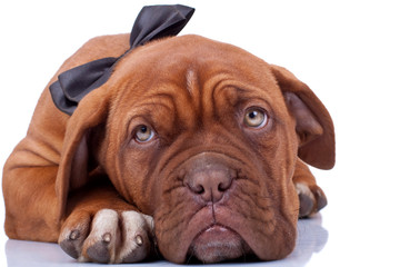 cloaseup of a french mastiff