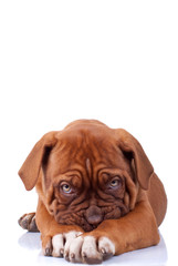 shy puppy, dogue de bordeaux