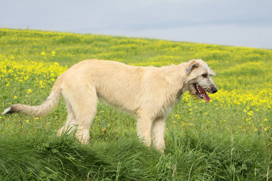 magnifique lévrier irish wolfhound de profil