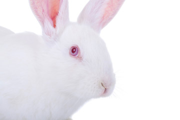 adorable white rabbit