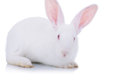 adorable white easter bunny