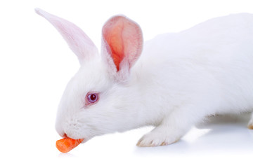 white rabbit eating a carrot