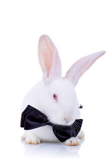 adorable bunny withe black bow tie