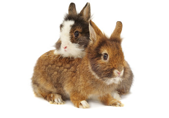Obraz premium pair of rabbits