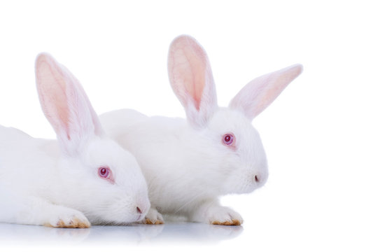 Two adorable white rabbits.