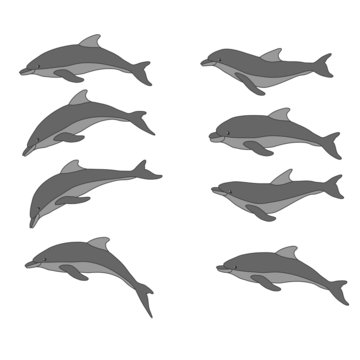 vector illustration with dolphins