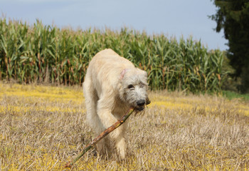 irish wolfhound avec un bout de bois dans la gueule