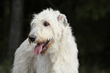 head of irish wolfhound