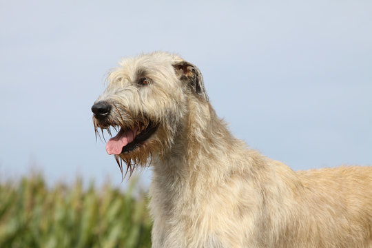 irish wolfhound gueule ouverte
