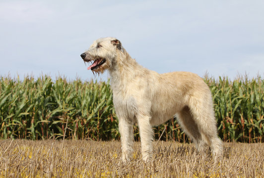 position digne et majestueuse de l'irish wolfhound