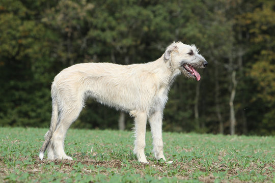 irish wolfhound on profile