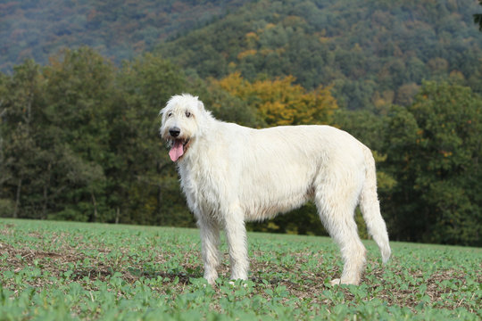 chien de profil dans paysage campagnard