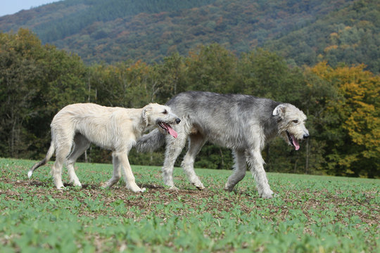 deux irish wolhound marchant ensemble