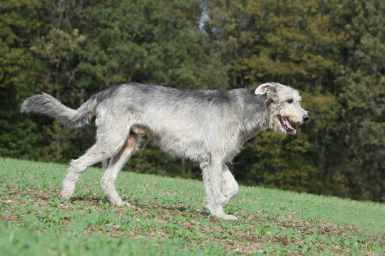 irish wolfhound marchant sur l'herbe