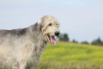 irish wolfhound