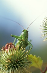 Oops! Grünes Heupferd (Tettigonia viridissima), adultes Weibchen auf Distel,...