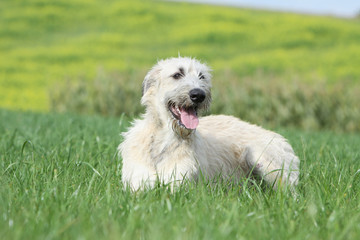 irish wolfhound on the grass