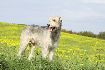 irish wolfhound debout de profil dans un champ