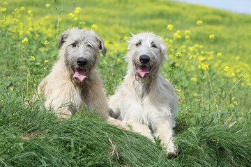 irish wolfhound allong&eacute;s l'un pr&egrave;s de l'autre