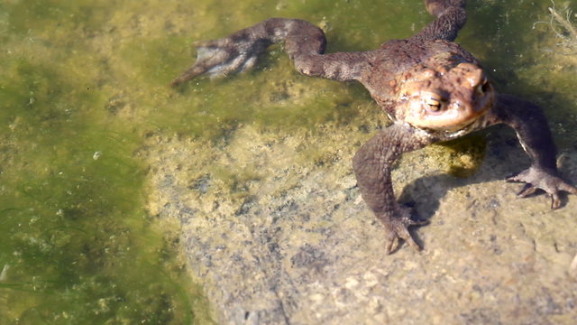 frog in lake