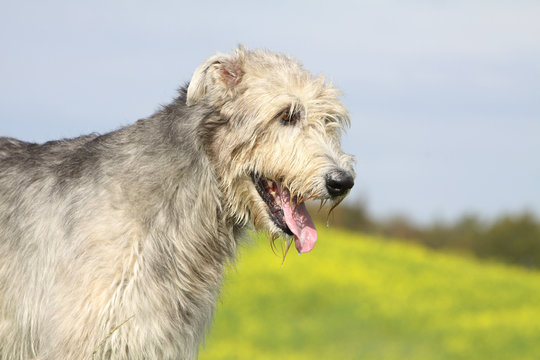 portrait de profil d'un irrish wolfhound