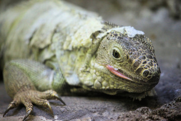 IGUANA
