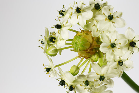 Milchstern - Ornithogalum arabicum, freigestellt