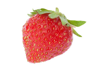 fraise mara des bois