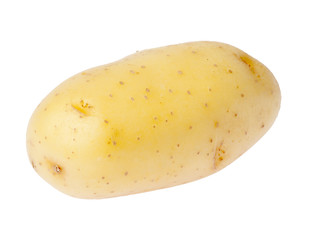 pomme de terre Agatha