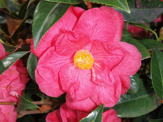 Obraz premium Camellia flower.