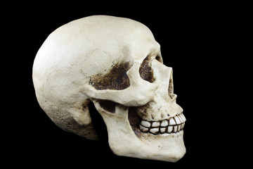 Seitliche Aufnahme von Totenkopf / freigestellt