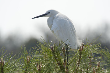 Aigrette
