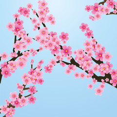 Cherry blossom, flowers of sakura, tree brunch, blue sky