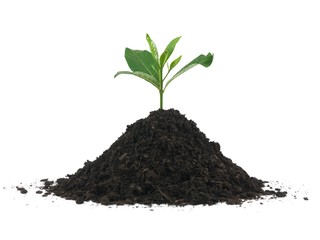 Seedling