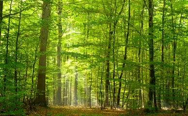 Grüner Laubwald © Inga Nielsen