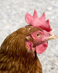 Brown Hen