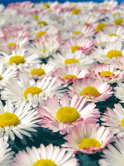 Fototapeta premium Daisies in water