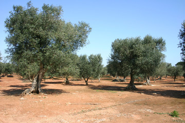 ulivi campagna