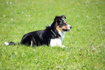 Border Collie Agility Dog