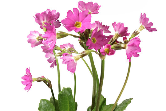 Sumpfprimel; Primula Rosea, Nahaufnahme