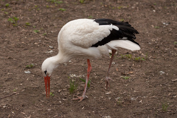 White stork