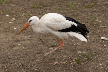 White stork