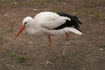 White stork