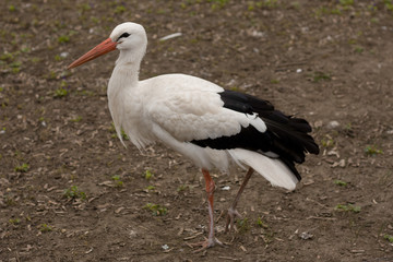 White stork