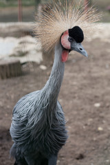 Grey Crowned Crane