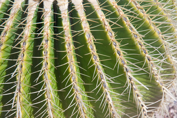 Close-up of barrel cactus spines